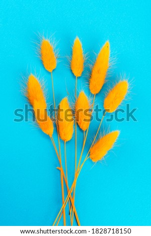 a close-up photograph of reeds