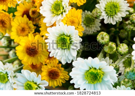 small chrysanthemum close up photograph