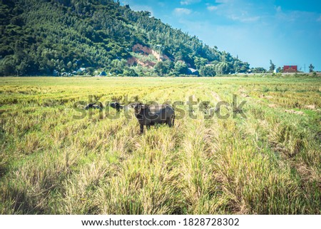 Water Buffalo Standing graze rice grass field meadow sun, forested mountains background, clear sky. Landscape scenery, beauty of nature animals concept late summer early autumn day