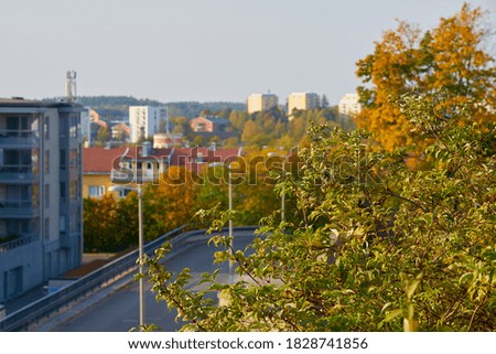                       A green tree with blurred autumn street on the background. Copy space.         