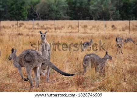 Kangaroos in a yellow brown landscape in the Grampians in Australia Royalty-Free Stock Photo #1828746509