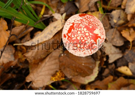mushroom fly agaric in grass on autumn forest background. toxic and hallucinogen red poisonous amanita muscaria fungus macro close up in natural environment. top view