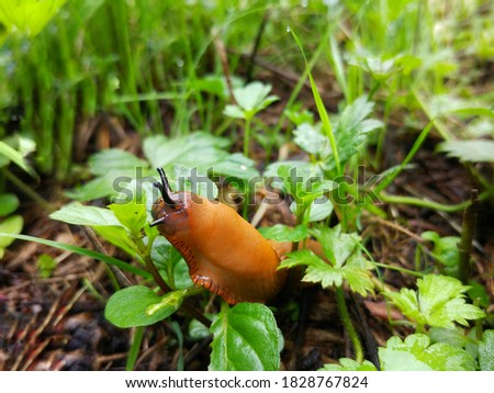 Close up of a red snail eating plants in the forest on a rainy morning