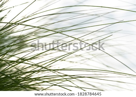 abstract green grass line of blown white grass with the blue sky background