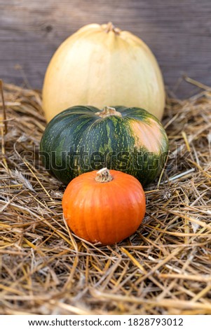 Autumn multicolored pumpkins stand in a row on straw. Autumn harvest. Copy space.