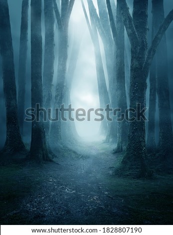 A dark and moody forest pathway covered in mist.