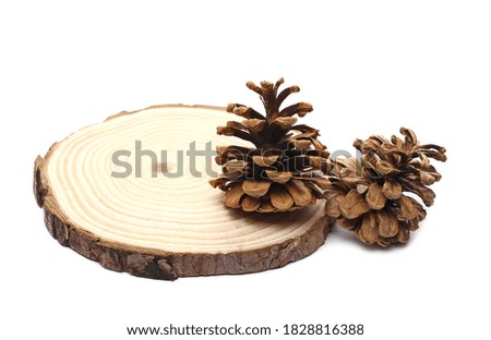 Round tree trunk cross section with pine cones, isolated on white background