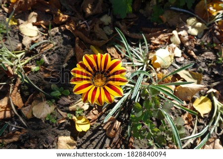 Single flower of Gazania rigens 'Big Kiss Yellow Flame' in mid October