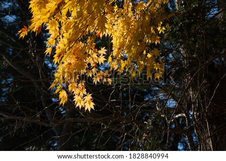 Autumn yellow leaves of maple in backlight

