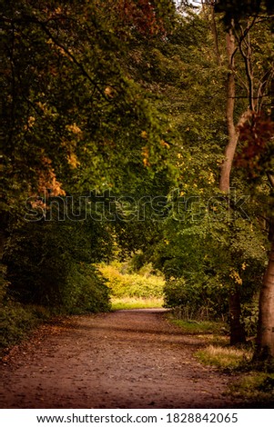 beautiful path in the park in the autumn atmosphere