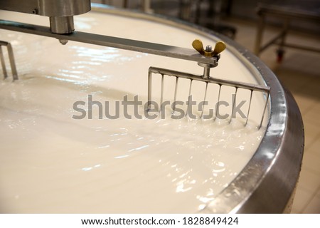 Milk in curd preparation tank at cheese factory, closeup Royalty-Free Stock Photo #1828849424