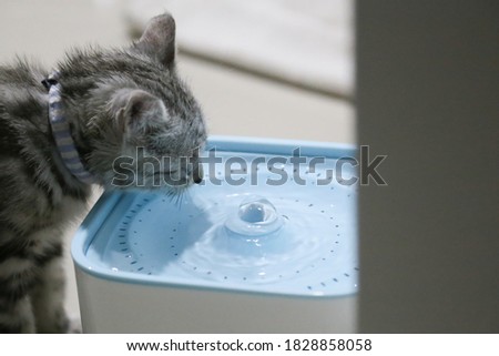 An American Shorthair is drinking blue fountain water