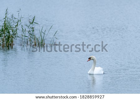 swan alone on blue water