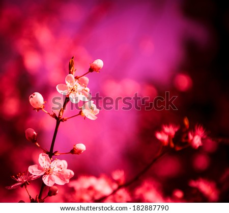 
Passion blossoms. Spring background. Blur and bokeh. Selective focus and shallow depth of field. Toned image.