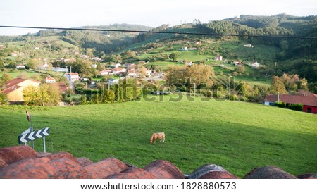 Brown cow grazing in a green meadow next to a village and roof tiles