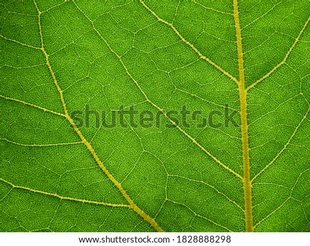 texture of green leaf with line of vein