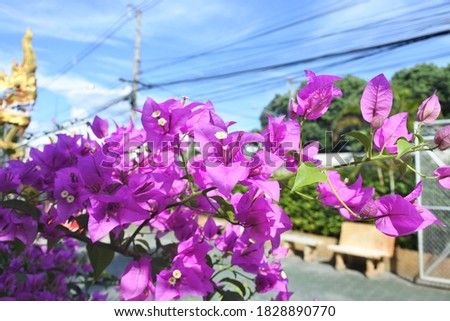 Bougainvillea purple flowers and sunshine