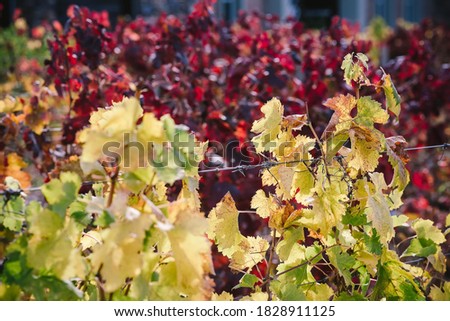 Picture of Vineyards in fall