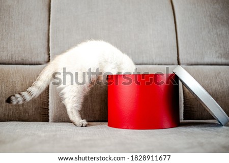 Gift kitten - young cat peeking out of a gift box, copy space. British cat