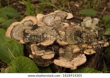 close-up: hairy bracket tree mushroom 