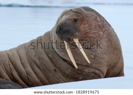 Norway, Svalbard, Nordaustlandet, Austfonna. Walrus on ice.