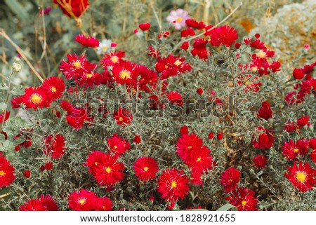 Bright red chrysanthemum flowers on a Bush in autumn.