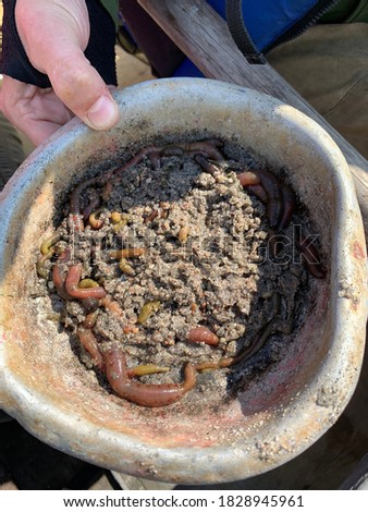 Sea worms crawl in a metal bowl. Fishing