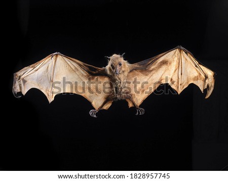 Stuffed specimen of Large flying fox (Pteropus vampyrus) with black background