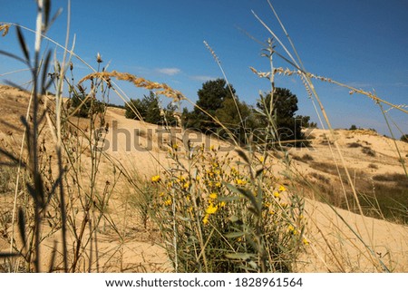 Green live plants (flora) in the middle of a desert in summer (detailed photo)
