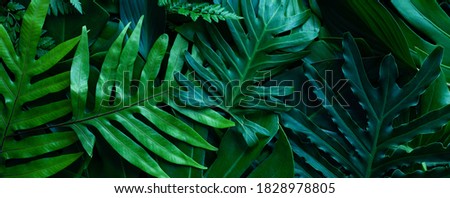 closeup tropical green monstera leaf background. Flat lay, fresh wallpaper banner concept