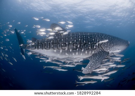 Whale Shark Andaman PhiPhi Thailand
