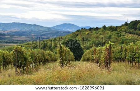 Autumn vineyard with ripe grapes in Topola, Serbia