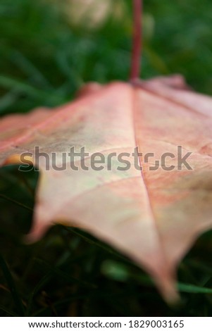 Close-up picture of an isolated  pale and faded orange maple leaf fallen from maple and laying on the green and fresh grass captures in the morning in October