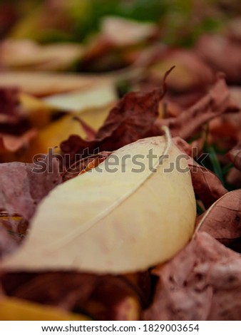 Close-up picture of yellow faded leaf fallen from the tree and laying on the ground among numerous of other dried leaves in park in October