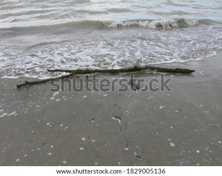 a closeup view of a tree trunk beached after a storm at caorle venice italy city beach