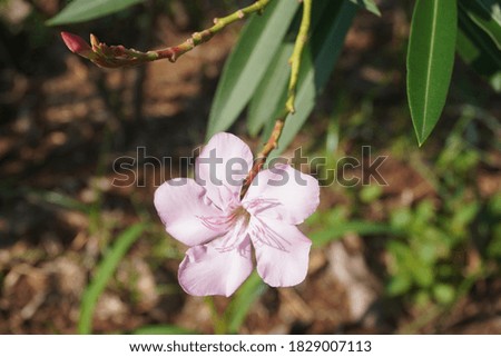 Ornamental plant with pink oleander flowers in bloom. Against a blurry leaf background.