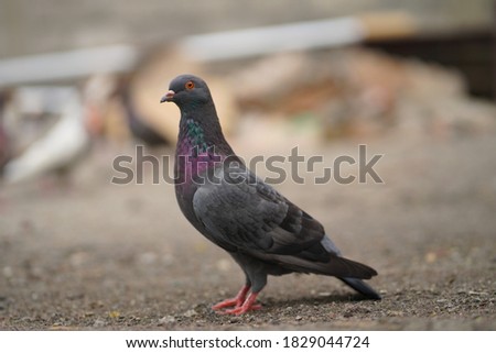 The beautiful pigeon is black.