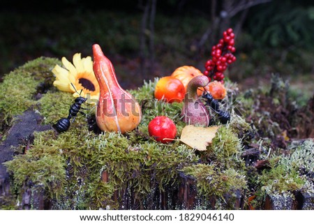 ants and pumpkins on a tree trunk with moss