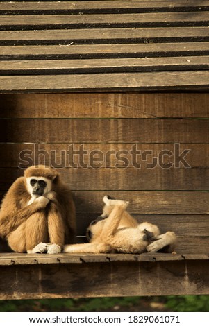 White-handed gibbons are very cute