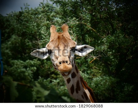 Very cute Giraffe taking a selfie