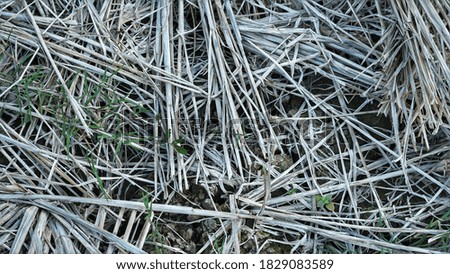 Dry and cracked soil conditions after harvesting