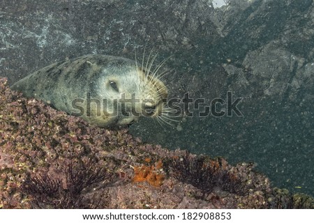Male sea lion seal coming to you underwater