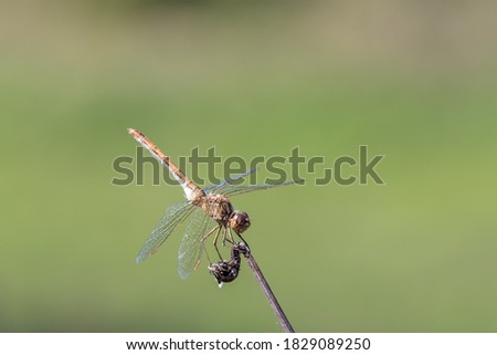 single dragonfly sitting on a stem