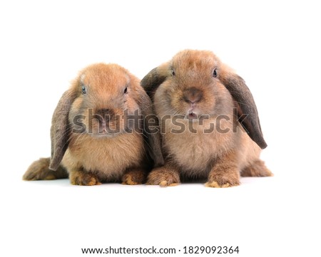 Baby adorable rabbit on white background. Young cute bunny in many action and color. Lovely pet with fluffy hair hare. Family photo shooting animal theme.