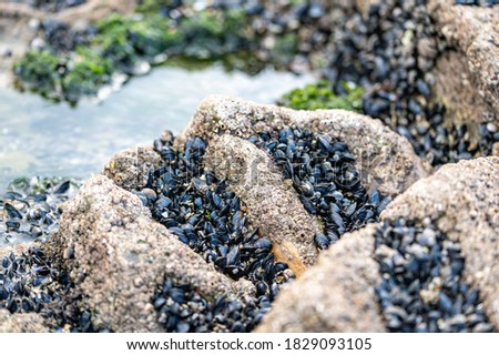 Mussels and barnacles clustered on rocks, Gower Peninsula, Wales Royalty-Free Stock Photo #1829093105