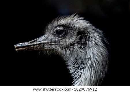 An Emu with black background