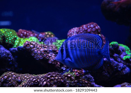 Nice violet red orange colored sea aquarium fish on dark blue background
