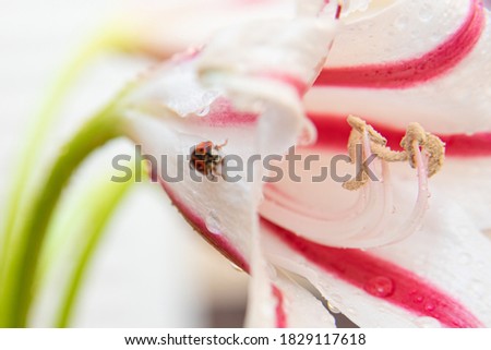 Details of a Ladybug on a lily that blooms in early spring in Brazil with natural light. Small depth of field, selective focus.