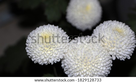 White Chrysanthemum morifolium flower with green leaves