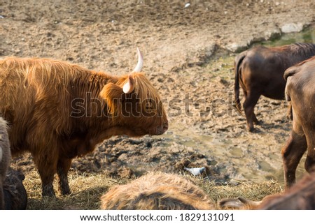 A young red Scottish bull looks at the buttocks of cows standing in front of him with their backs to him. The concept of choosing a pair, a man looking for a woman, attracting a male by females. Farm